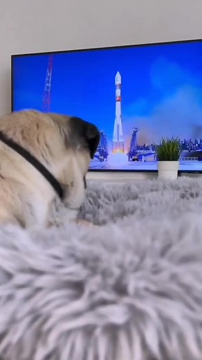 Adorable Pug Dog's Playful Moments at Home