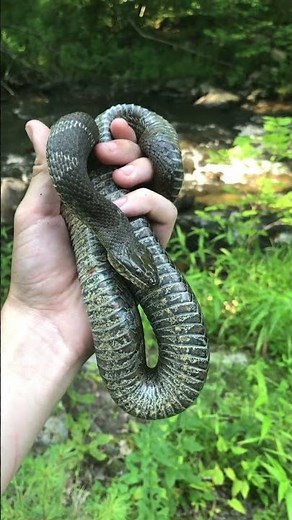 Finding Snakes in Pennsylvania! #wildlife #snake #nature #reptiles