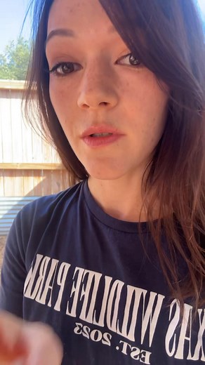 Porcupine quills are fascinating structures made entirely of keratin, the same material found in our own hair and nails. Each type of quill serves a different purpose. Sensory quills help the porcupine navigate its surroundings, rattle quills create sound as a warning, and the rosettes form the dense, striking coat we recognize so easily. Just like we shed hair, porcupines naturally shed their quills over time, leaving these beautiful pieces scattered throughout their enclosure. Guests who visit