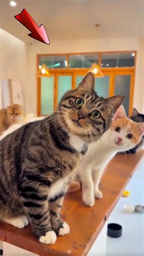 3 signes que ton chat t'aime profondément