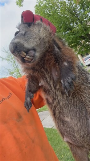 D&R Animal Trapping and Exterminating (440)781-4406 #ExterminatorD #Exterminator #WildLife #animaltrapping #PestControl #wild_life_explore #TrashbinCleaning #Ohio #IGetThemEveryTime #my baby | Daquan Rustin