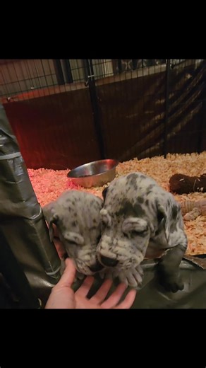 These two handsome boys 😍 Blue merles | Great Danes Of Flat Rock