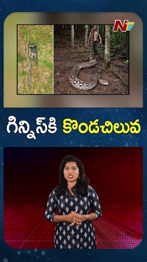 World’s Longest Wild Snake Confirmed in Indonesia by Guinness | NTV Global