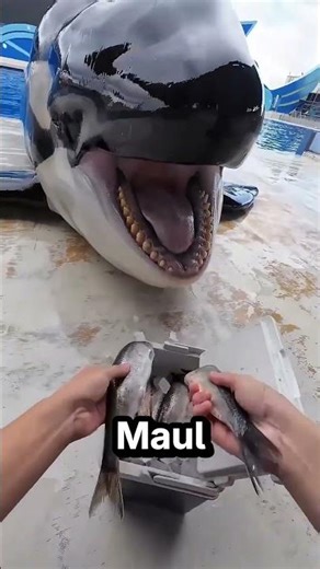 So pflegte der Pfleger die kleine Orca 🐋 💙