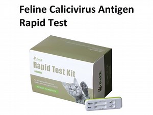 [Hot Item] Feline Calicivirus Antigen Rapid Test Calicivirus Cats Calici Symptoms