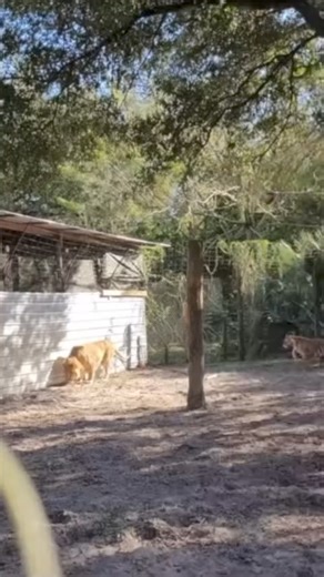 187K views · 1.7K reactions | Tiger drive by #liliger #lions #tigers #bigcats #animalrescue | The CARE Foundation | Facebook