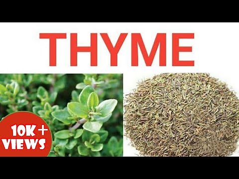 THYME INTRODUCTION , PROCESSING ,USES AND HEALTH BENEFITS BY JATIN NAGI