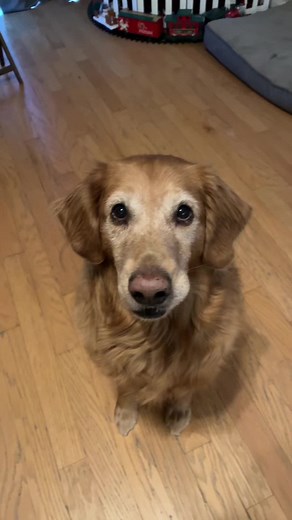 Heres some tricks I taught sirius just for fun. These ones don’t have much of a purpose. Minus maybe the hug command but he does that on his own often.