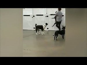 Woman slams dog down and threatens to break it's neck