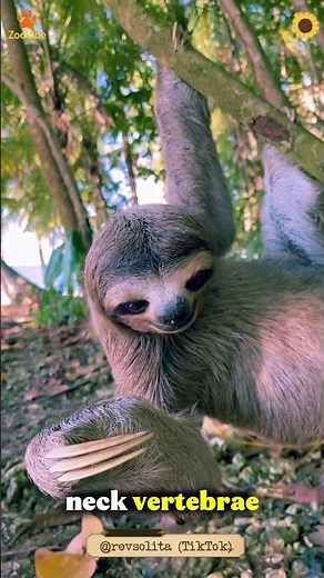 The Insane Biology of Sloths | Nature’s Slow-Motion Wonder 🦥 #shorts #zoovibe