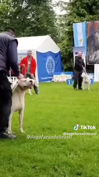 Dogo Argentino: O Melhor Cão de Caça do Mundo