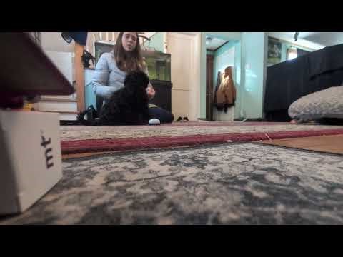 Pixie Training Session