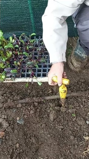 👨🌾🥬 My Way of Planting Lettuce | #garden #vegetablegarden #lettuce