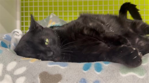 6.4K views · 106 reactions | Don’t forget about our adoptable cats at...