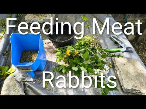 Feeding Meat Rabbits