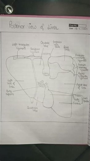 Structure of liver, posterior view#diagram