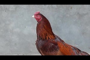 5.6K views · 306 reactions | An Old Aseel bloodline of Mianwali. This bloodline is famous This Asil blood line is famous for its beauty and fighting skills. | Asil Library | Facebook