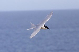 White fronted tern - Alchetron, The Free Social Encyclopedia