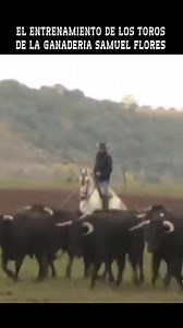 2.4K views · 156 reactions | EL ENTRENAMIENTO DE LOS TOROS DE LA...