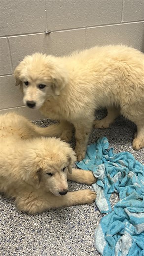 Did you know that in South Carolina, it is legal to shoot a dog if it’s attacking livestock? Today, that law became a death sentence. Doug and Kevin’s parents were shot and killed after ducks were attacked. Their mom had also gone after goats. There was no second chance. No opportunity for intervention. Just an ending that came fast and final. And just like that, two three-month-old Great Pyrenees puppies were orphaned. Right before closing time, Doug and Kevin were dropped at the shelter. Confu