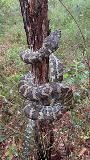 Sunshine Coast Snake Catchers 24/7 on Instagram: "What an incredible thing to witness  Coastal Carpet Pythons are a semi-arboreal species that have incredible climbing abilities, even allowing them to climb smooth surfaces with little to no grip! . . . #coastalcarpetpython #snakes #australia #qld #sunshinecoast #python #nonvenomous #trending"