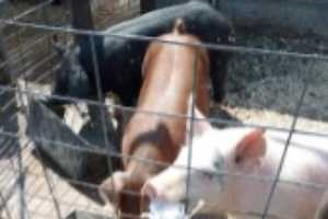 Insights into small swine producers: Survey results on health, management and sustainability