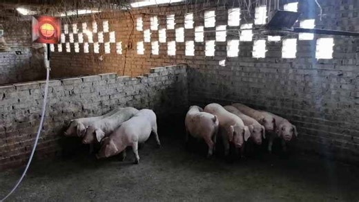 New Products Small Power Infrared Heater Gas Brooder Chicks Gas Heater for Livestock and Poultry