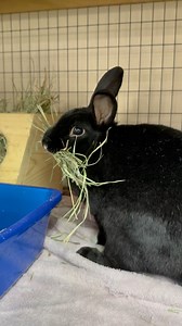 Pascal runs around with a bunch of hay in his mouth. Often this behavior is seen in pregnant girls building a nest or in hormonal unspayed girls. But Pascal is a boy who was neutered quite a while back. After a minute his dropped the bundle and started munching on it. | SaveABunny