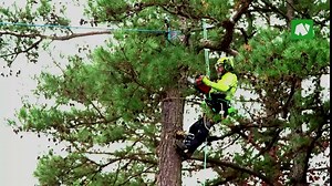 Notch Backbone Knotless Rigging Connector (35174)