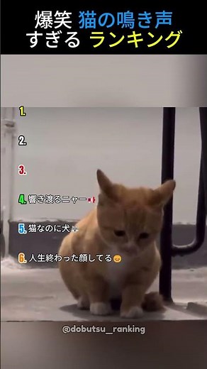 面白すぎる猫の鳴き声ランキング 第2弾 🐱TOP6