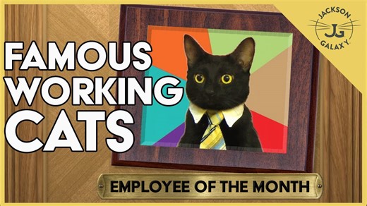 Top 10 Working Cats. Famous cats with Jobs!