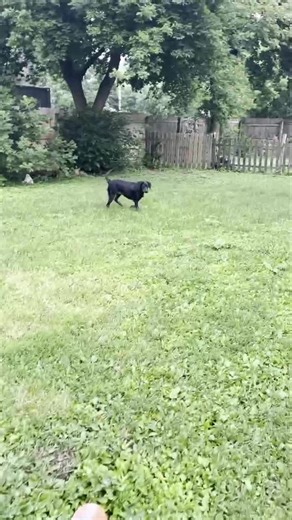 6.1K views · 615 reactions | Charlotte is a very good girl! She’s looking for a home. She’ll be listed on our web site soon. www.AEAR.org. | Animal Education and Rescue | Facebook