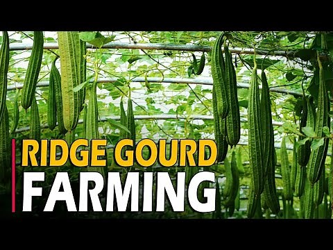 Ridge Gourd Farming / Ridge Gourd Cultivation | How To Grow Ridge Gourd from Seed at Home