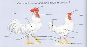 2) Quelles sont les caractéristiques biologiques d’une poule et d'un œuf?