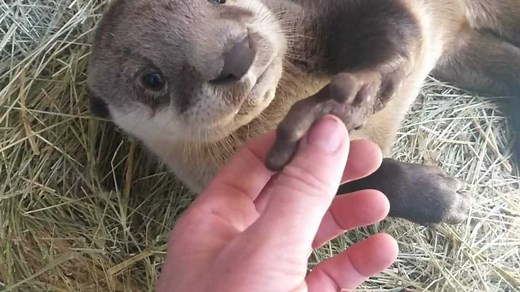 All about the East London Zoo including its prices and various animals