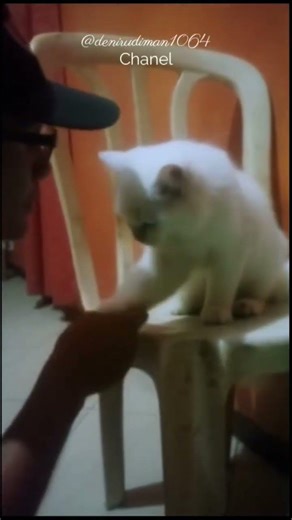 cat apologizes. #trending #shorts #animals #cute #cat #kitten