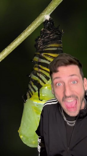 The Fascinating Transformation Inside a Caterpillar's Cocoon