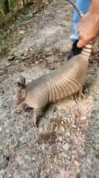 Catching armadillo in the National Park.