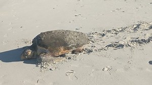 Turtle Tracks: Loggerhead sea turtle nests more than double in a week