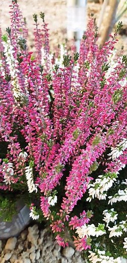 Bloom of my Heaths and Heather Plants!