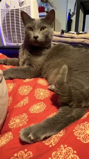 🐈‍⬛ What does it mean that cats always come near us? #cat #mycat #catblogger