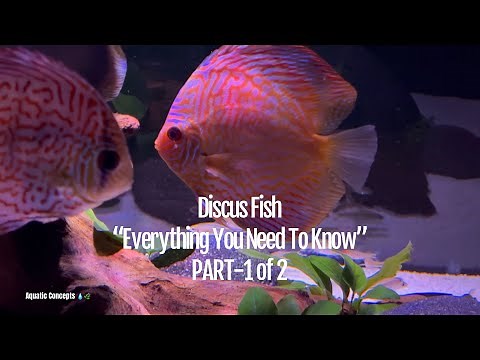 Raising Discus Fish “Every Thing You Need To Know But Forgot To Ask” Part 1 of 2 | 4K