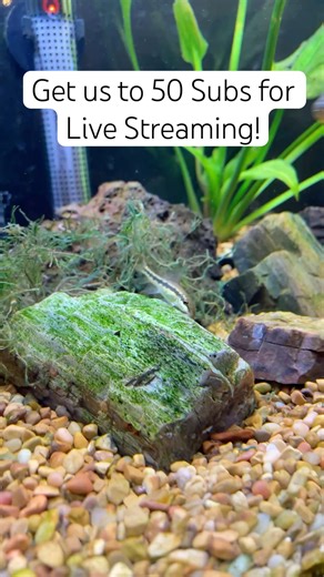 Tropical Community Tank - Relaxing Fish Watching