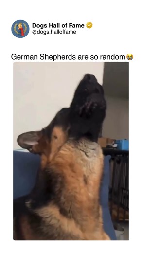 Dogs • Cute Dogs • Dog Videos on Instagram: "German Shepherds abandoning their serious working dog reputation and embracing absolutely bizarre random behavior that makes you question if they're the same breed used for police work and protection. These aren't disciplined tactical canines — these are goofy unpredictable goofballs doing inexplicable things: dramatic overreactions to minor sounds, sudden zoomies destroying living rooms with their size, talking back with theatrical vocalizations, or 
