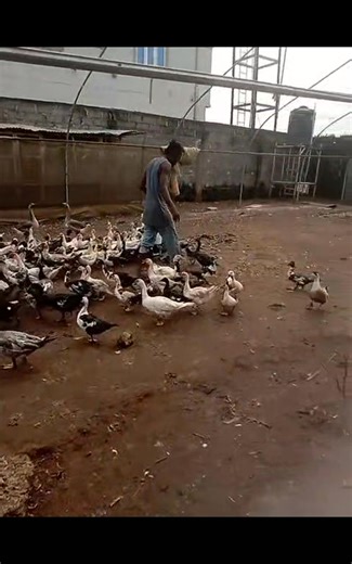 5.1K views · 88 reactions | Duck farming is one of the easiest and...