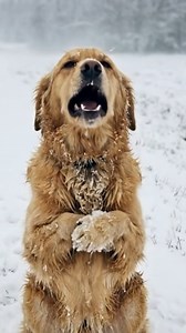 118K views · 2.1K reactions | Watch the rescue here https://videohot.thocahouse.vn/13471/29/ M2912002 OThe image of a mother hugging her children tightly amidst the biting cold and the indifferent flow of traffic is truly a heart-wrenching moment. | Live Love Animals | Facebook