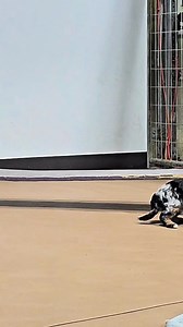 2.6K views · 116 reactions | Little puppies meet big puppies  | Littleton Ranch | Facebook