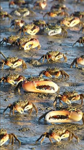 The Dance of the Claws: Fiddler Crab Mating Ritual in Motion