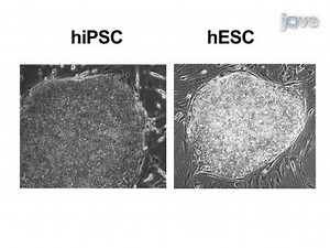 Generation of Induced Pluripotent Stem Cells by Reprogramming Human Fibroblasts with the Stemgent Human TF Lentivirus Set