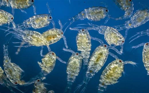 What really happened in the final days of the dinosaurs remains uncertain